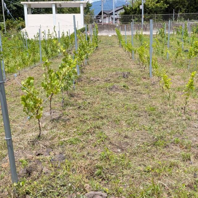 苗が植わり、列が見えてきた御代田の畑