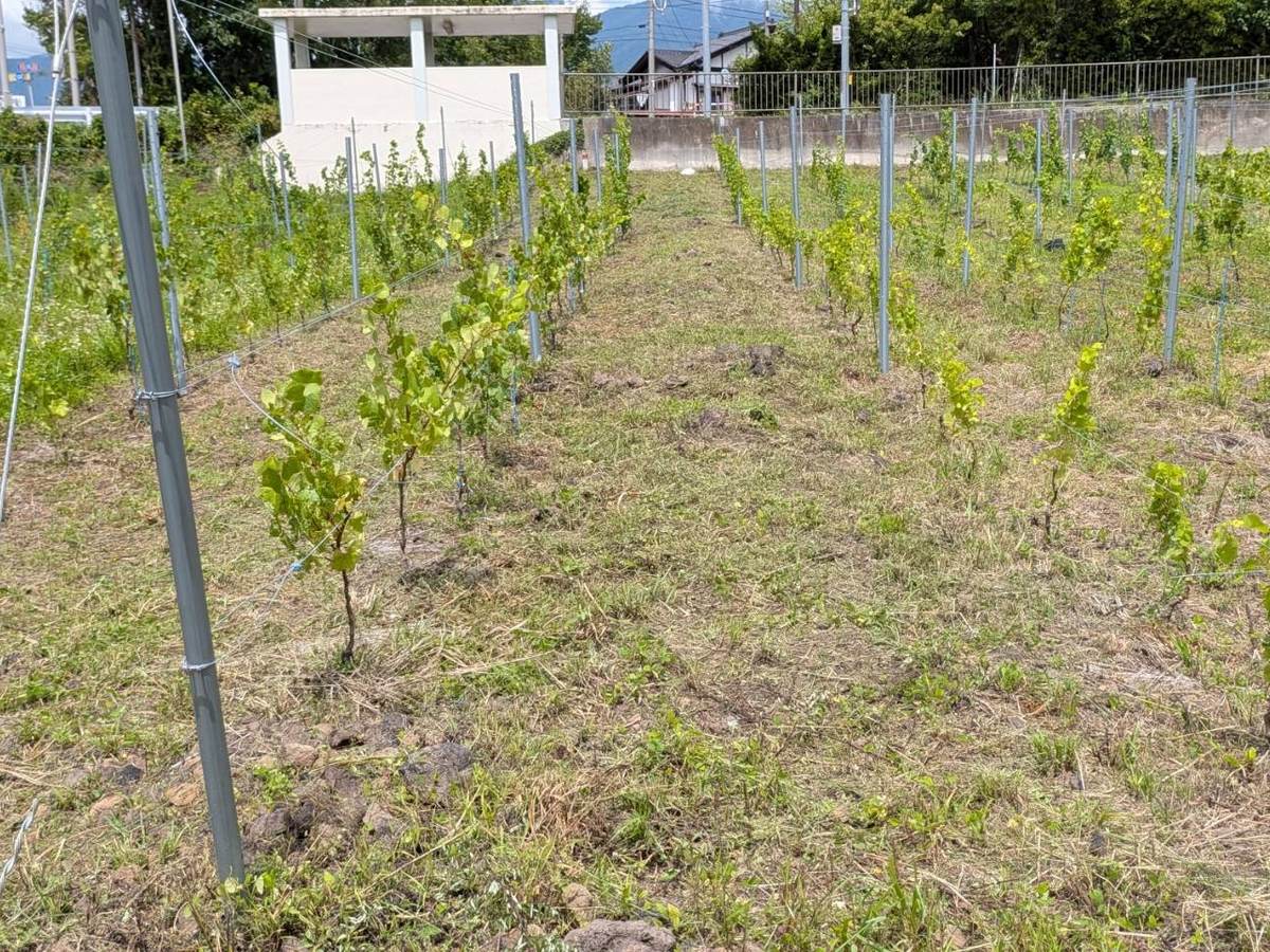 支柱とワイヤーに沿って育つ、植え付け後のぶどうの若木